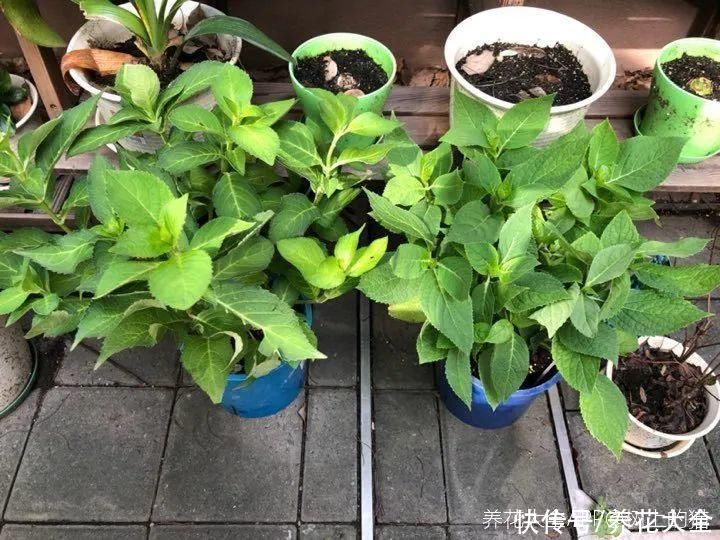 休眠|7种情况不能施肥,像毒药一样,浇完花就烧死