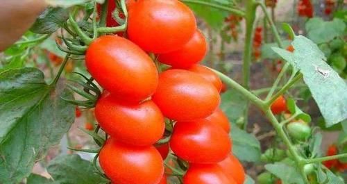 想长寿要会吃，3种食物换着吃，养护肠胃，排毒护肝，增强体质！