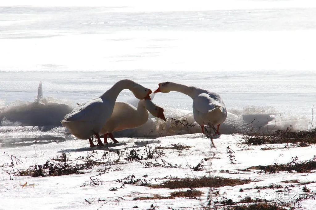 岷县的春夏秋冬，看不够！