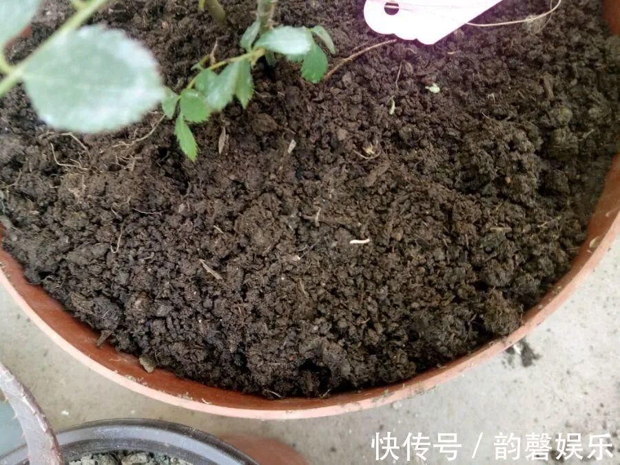肥料|最好用的养花肥,盆里撒一把,1年不用换盆了