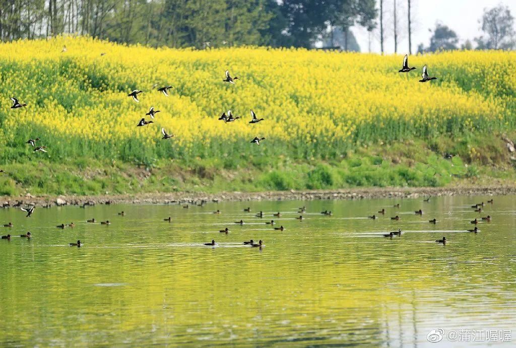 老年|成都油菜花“千岛湖”，在这里……