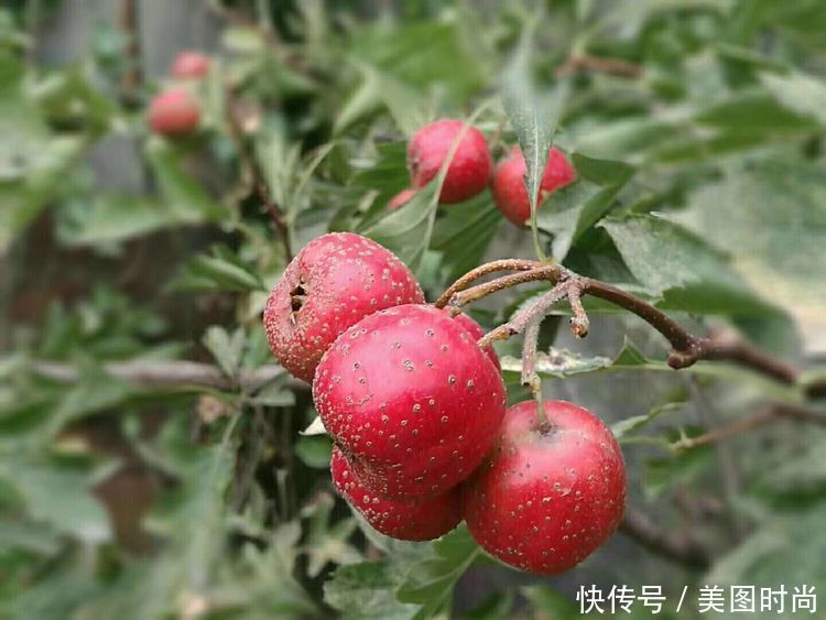 花园改造:3年前买了栋带170㎡花园的房子,过上种花草的乡村生活