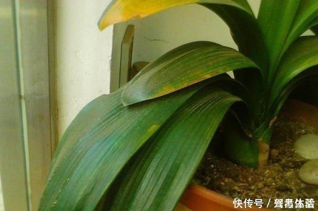 叶子|养君子兰看“叶子”,水多水少有信号,养起来方便多了!