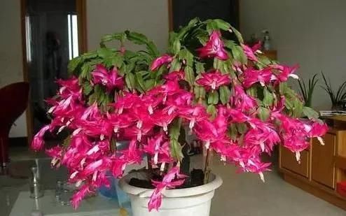 蟹爪|老画家养蟹爪,往盆子里埋三种“材料”,叶子拖长,30~40朵