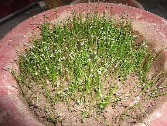 种子|秋天阳台种韭菜,用2个“小妙招”,叶片更大更绿,冬天收获多多