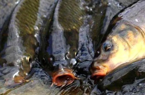 钓友们|秋季在饵料里添加这东西，鱼群疯狂开口，爆护只是时间问题！