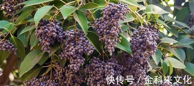 亚健康|此物滋养肝肾、充盛精血,退阴虚之火,生发黑发、明目,平血之压