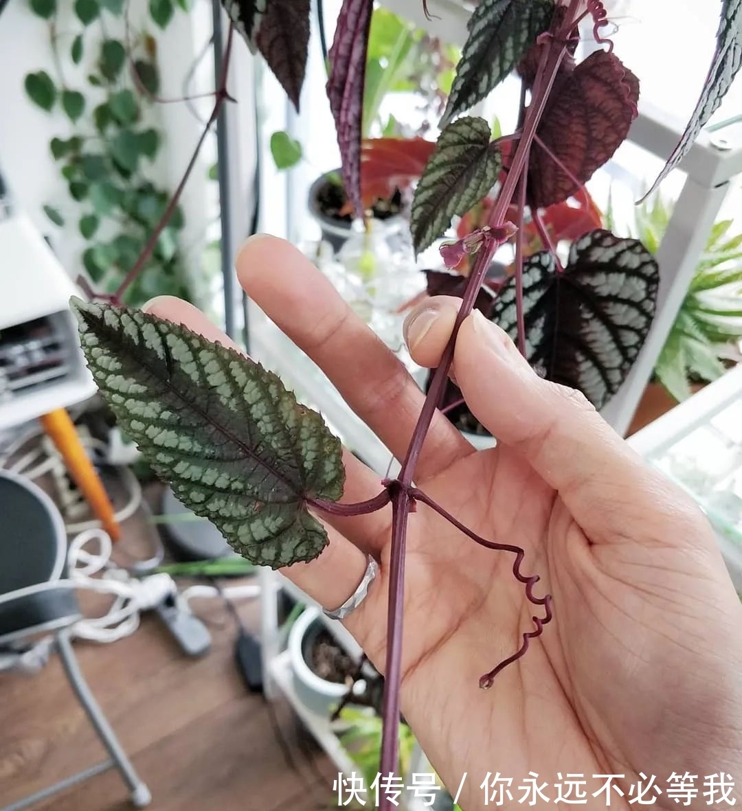 在室内养一盆可以爬藤的锦叶葡萄藤,叶子有金属质感的彩叶植物