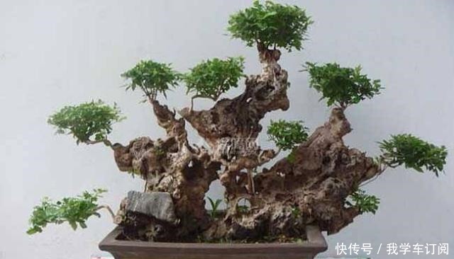 它野外常见,被牛羊摧残,能人将其搬回家中做成盆景,价值过万!