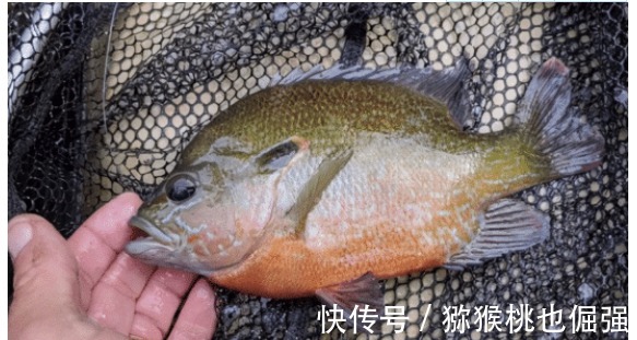 太阳鱼入侵南方多地,比罗非鱼更厉害,却有致命弱点:刺少肉嫩