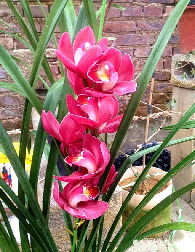 新手也能养的兰花—大将军，花色红艳，香味醇正，美得移不开双眼