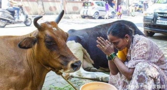 不信奉|印度信奉“牛”不吃牛肉,他们的牛都去哪了?看完之后怀疑人生