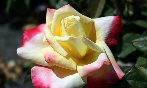  花海|3种花易成花海，四季开花，芳香四溢，室内也能养，南北都能种