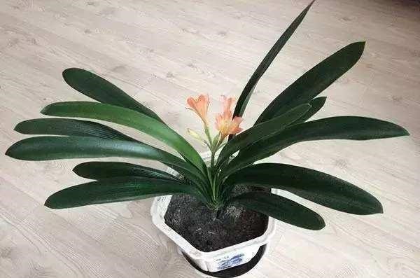 养护|君子兰怎么养好, 遇到这些问题该怎么办君子兰养护秘籍送给你