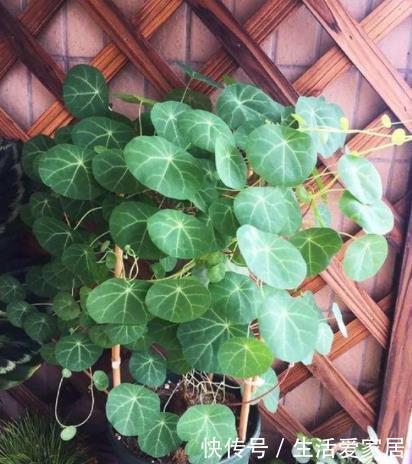 法师|懒人不适合养花?错!选择5种花,不挑土,耐干旱,不管它都长!