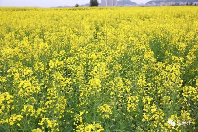 来连江，看这片“海”！「区县头条」