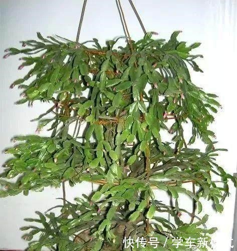 仙人掌嫁接蟹爪兰,先长“壮汉身”,再长蟹爪兰,避免被“吸干”!