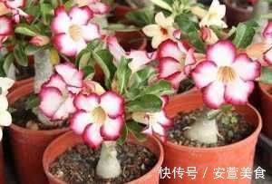 养花用果皮,直接扔盆里,7天长新芽,不怕养不活
