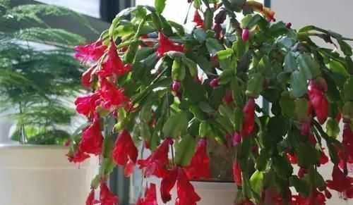 塑料袋|买菜的塑料袋别扔了,用来养花,养啥都旺,谁用谁知道