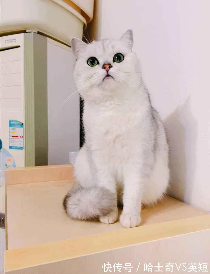 哈希娱乐- 哈希游戏平台- 哈希游戏官方网站宠物经济夯实需求底座 政策引导我国动物超声影像设备行业迈向质量升级新阶段