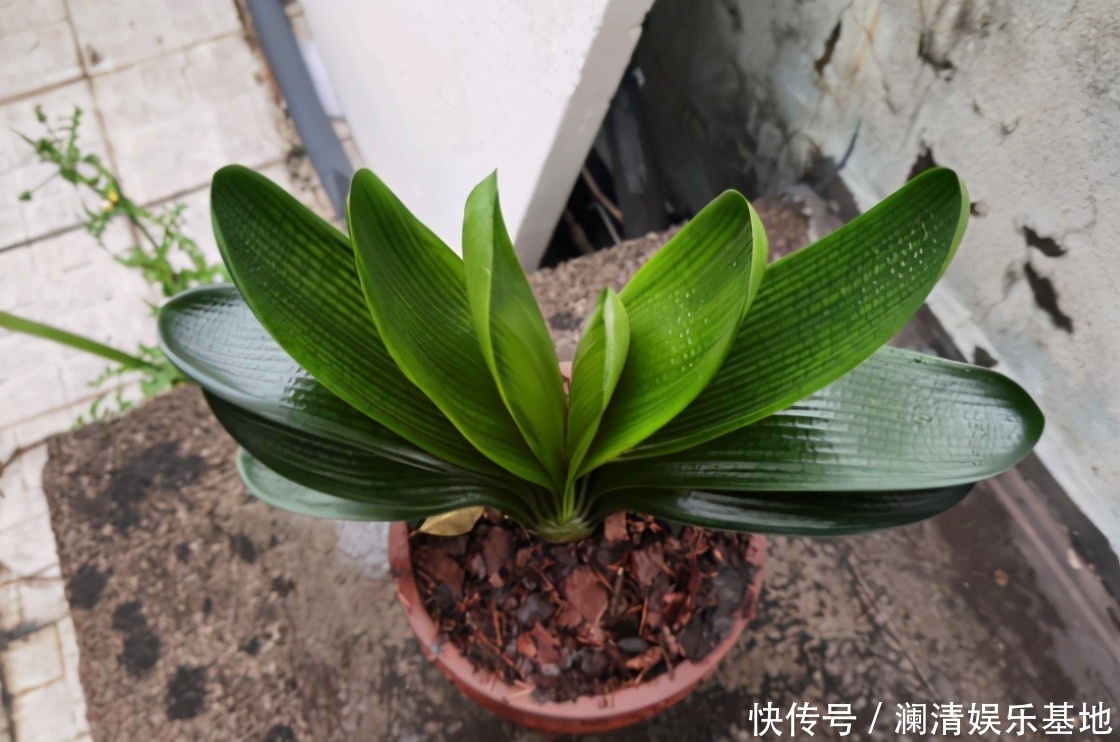 根尖|春季养君子兰,新手不经意会犯五个错,难怪越养越糟,始终养不好