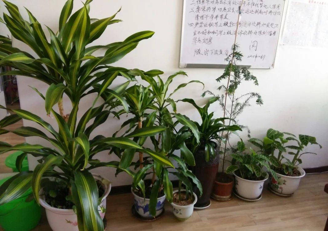 家庭盆栽红豆杉，多小心这5个细节，红果绿叶喜庆又别致