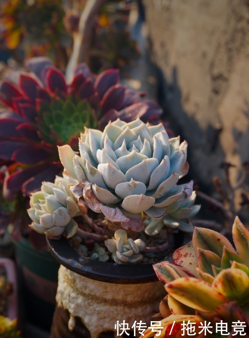 春天,去天台赏肉