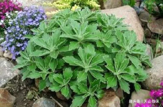 植物|以前用来喂牛的野草，入药能治头疼，对人身体有益处