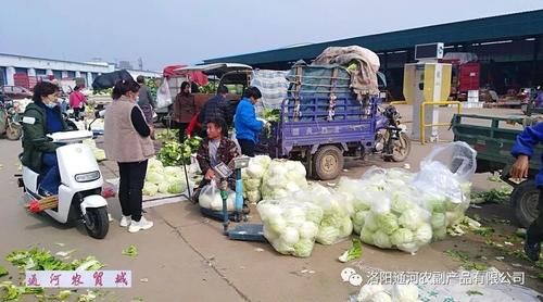 市场|【通河快报】又到白菜储藏季 通河市场好又多