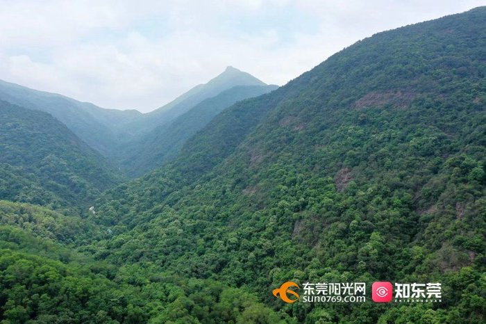 禾雀花|夏日登游银瓶山 畅享大自然“森”呼吸