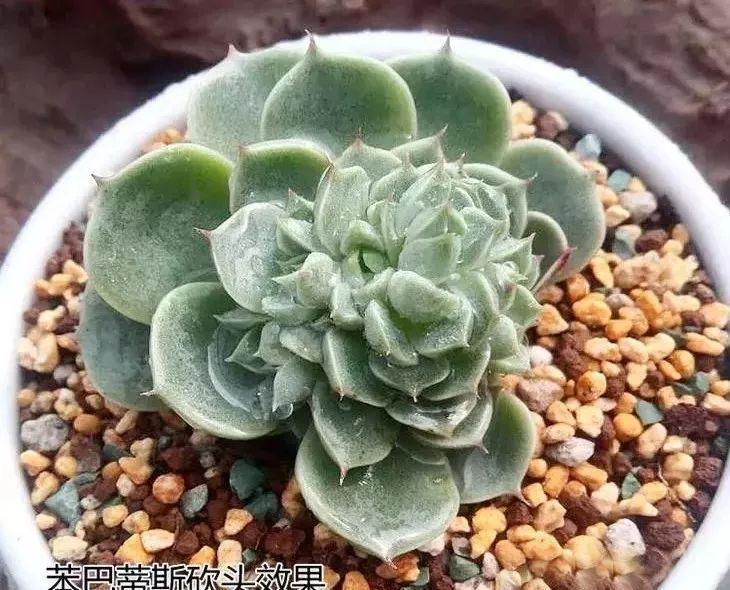 多肉修剪技巧,剪1根长1盆,再也不用在外面买了,划算