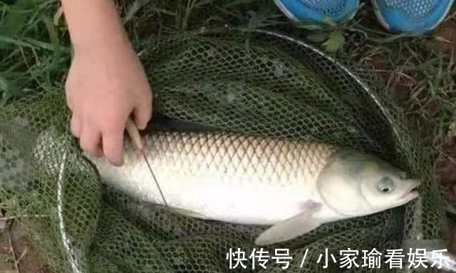 透露|再三提醒,按我说的钓大草鱼,20年老司机都得拜服,切记莫透露
