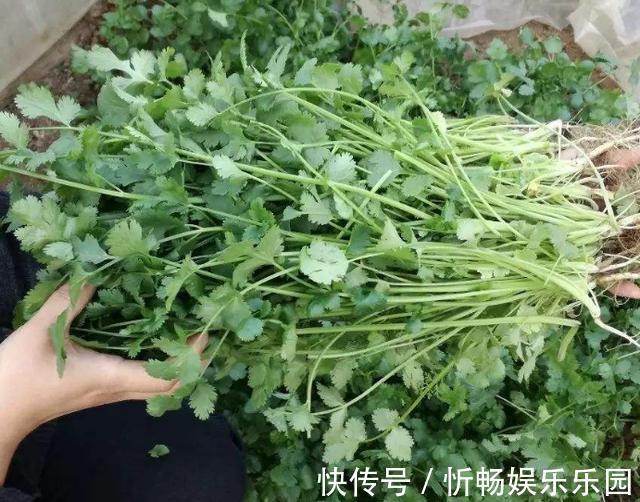调味菜|香菜吃不完，婆婆用这种方法保存，香菜新鲜脆嫩，放一年都不会坏