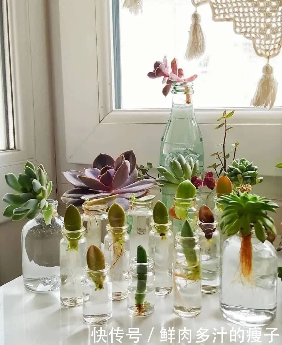 养多肉该不该砍头,什么时候砍头合适?