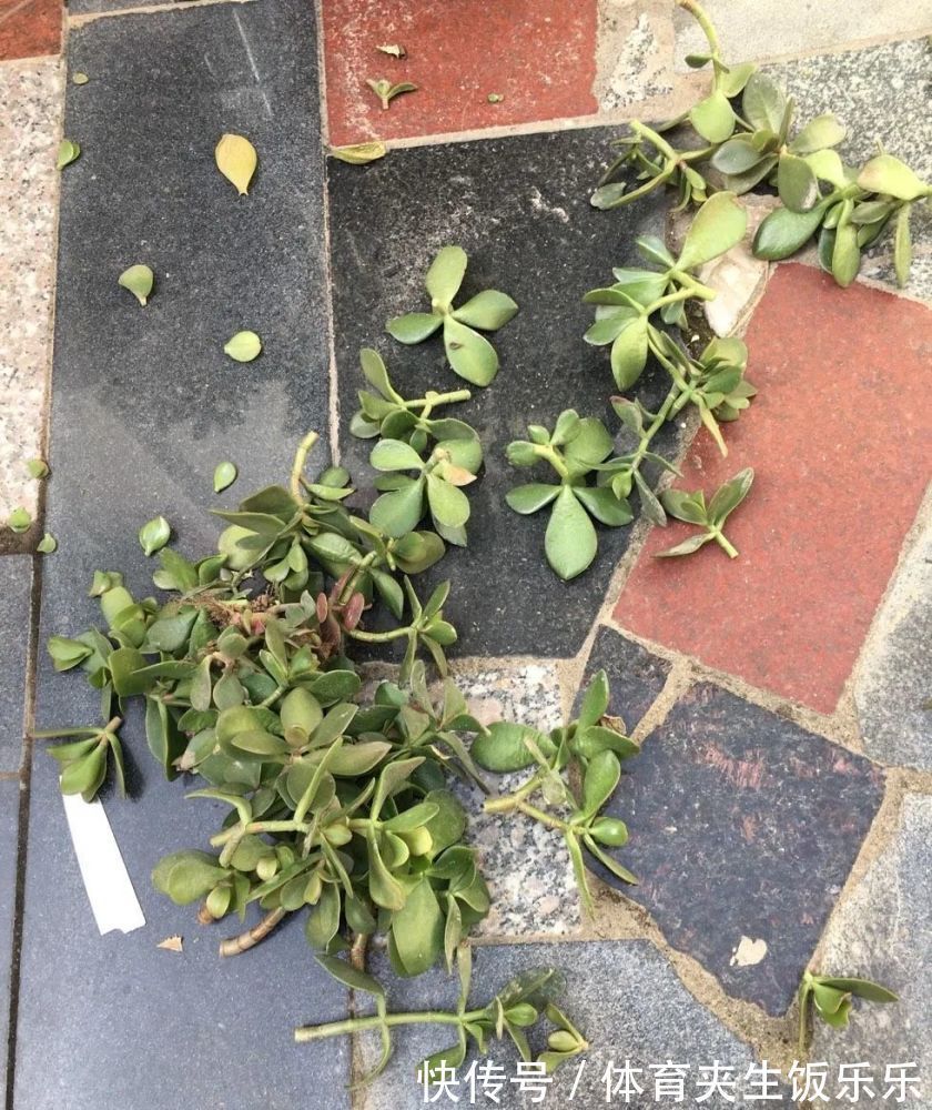 玉树如何修剪？轻松2步，养成枝繁叶茂的小树、枝壮叶绿又开花