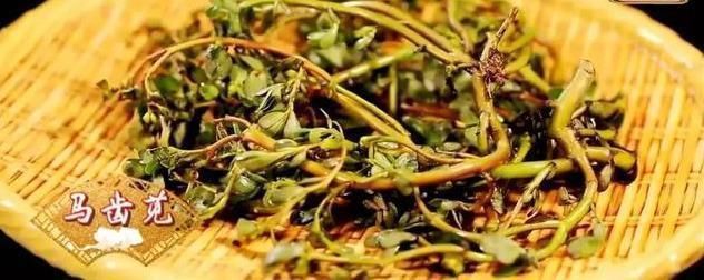 不吃|救命的马齿苋,99的人不知道的作用再不吃就晚了
