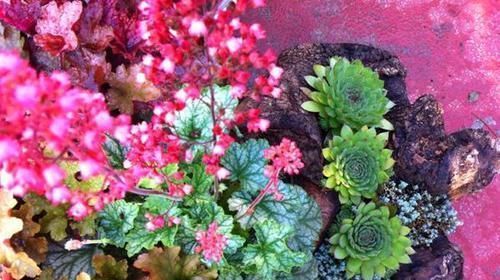 矾根|彩叶草、矾根、竹芋叶子像花一样美,家里养一盆,超漂亮