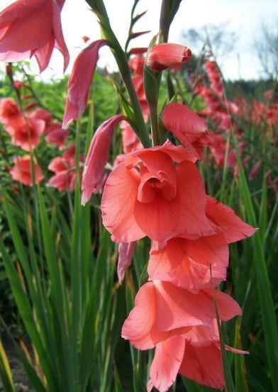 仙气十足的几种花卉，花姿妖娆，四季繁花似锦，美极了