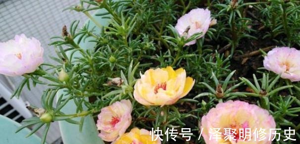 它叫“半枝莲”，开花似“牡丹”，撒一把种，开一片“五彩花”