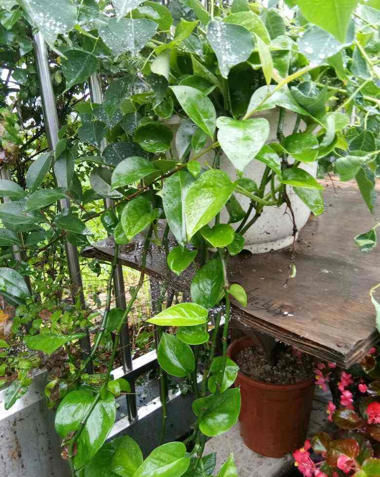 过敏|前方有花粉,花粉过敏者请小心!当然,也有花对你友好