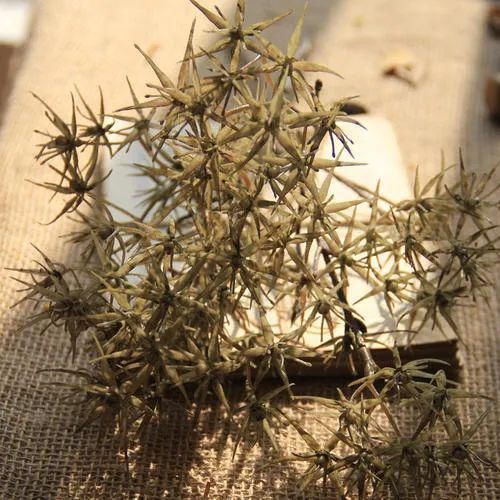  效用|有刺植物的刺是如何起源和演变的？有什么类型和效用？