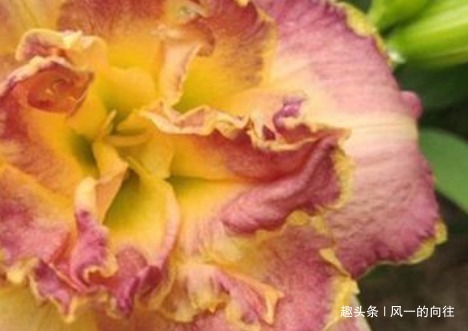 这三种耐阴花，最喜欢没光的地方！北阳台也可以繁花似锦