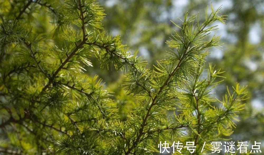 水杉|路边的这几种松柏,明明很常见,却又分不清!