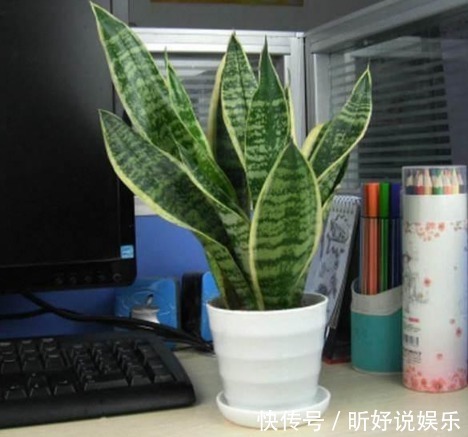 家居养花用它来养虎皮兰,养10年都不会烂根还能开花!