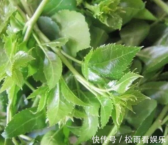 野菜|此野菜人称“摇钱草”,晒干后一斤卖230块,农民自己不舍得吃