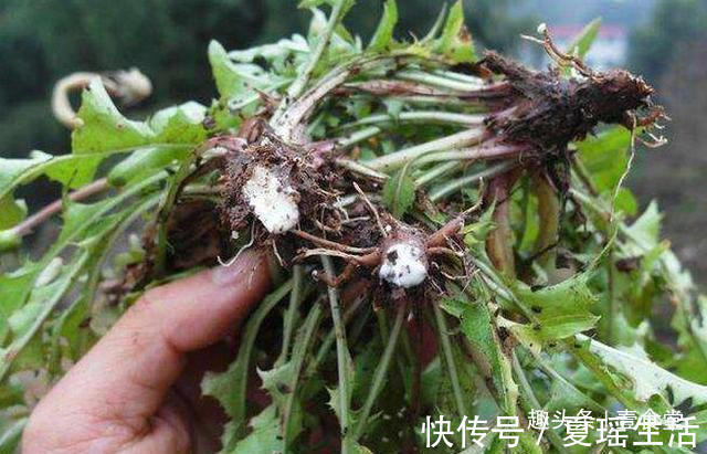 生活环境|坚持用蒲公英泡水喝,1个月之后身体会怎么样
