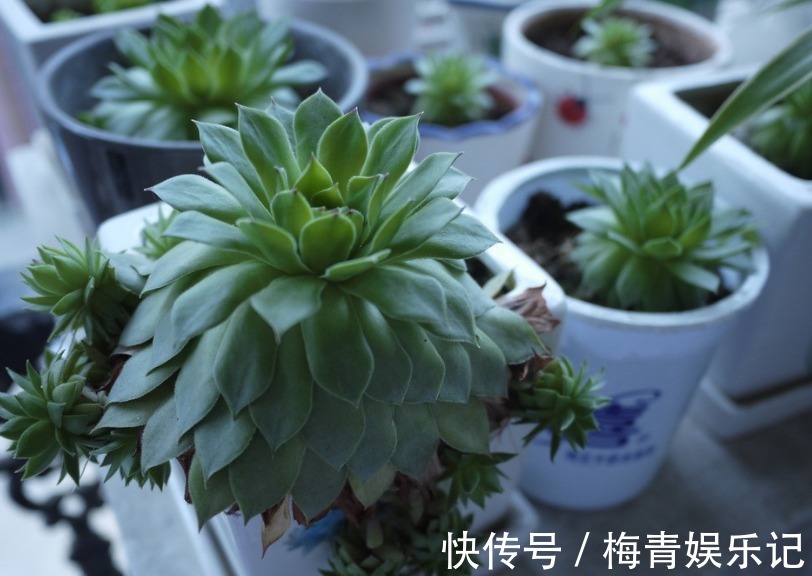 养花别再没自信了,盆栽这“4款”多肉,“随便整”都弄不死