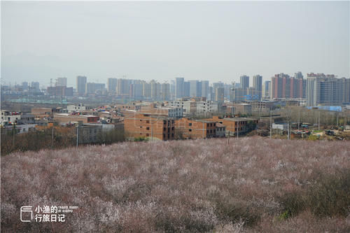 老年|西安城郊几百亩粉色花海，美得铺天盖地！人少没门票，要去趁早！