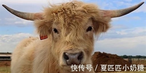 财运|2021下半年,走大运,意外财运天降,将更上一层楼的3个生肖