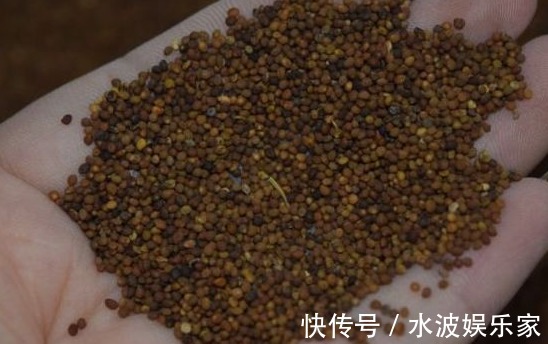 肾脏|被称为天然雄性激素,男性坚持泡水喝,肾脏回春,年轻不显老!